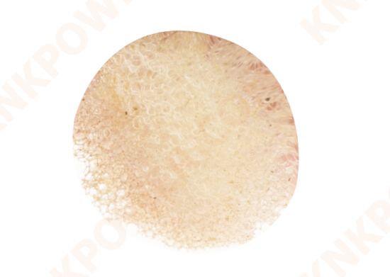 knkpower [15077] SPONGE